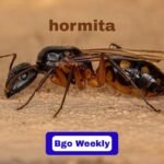 Hormita Explained: How Small Stress Builds Immune Strength and Resilience