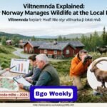 Viltnemnda Explained: How Norway Manages Wildlife At The Local Level