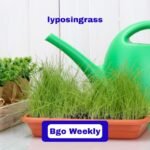 Lyposingrass Explained: Benefits, Uses, And Growing Tips For Every Garden